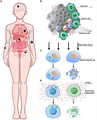 From pathogenesis to treatment: the impact of bacteria on cancer